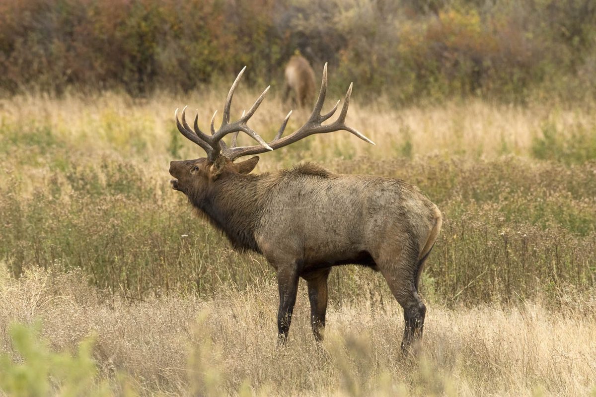 A bull elk bugling with its head tilted back
