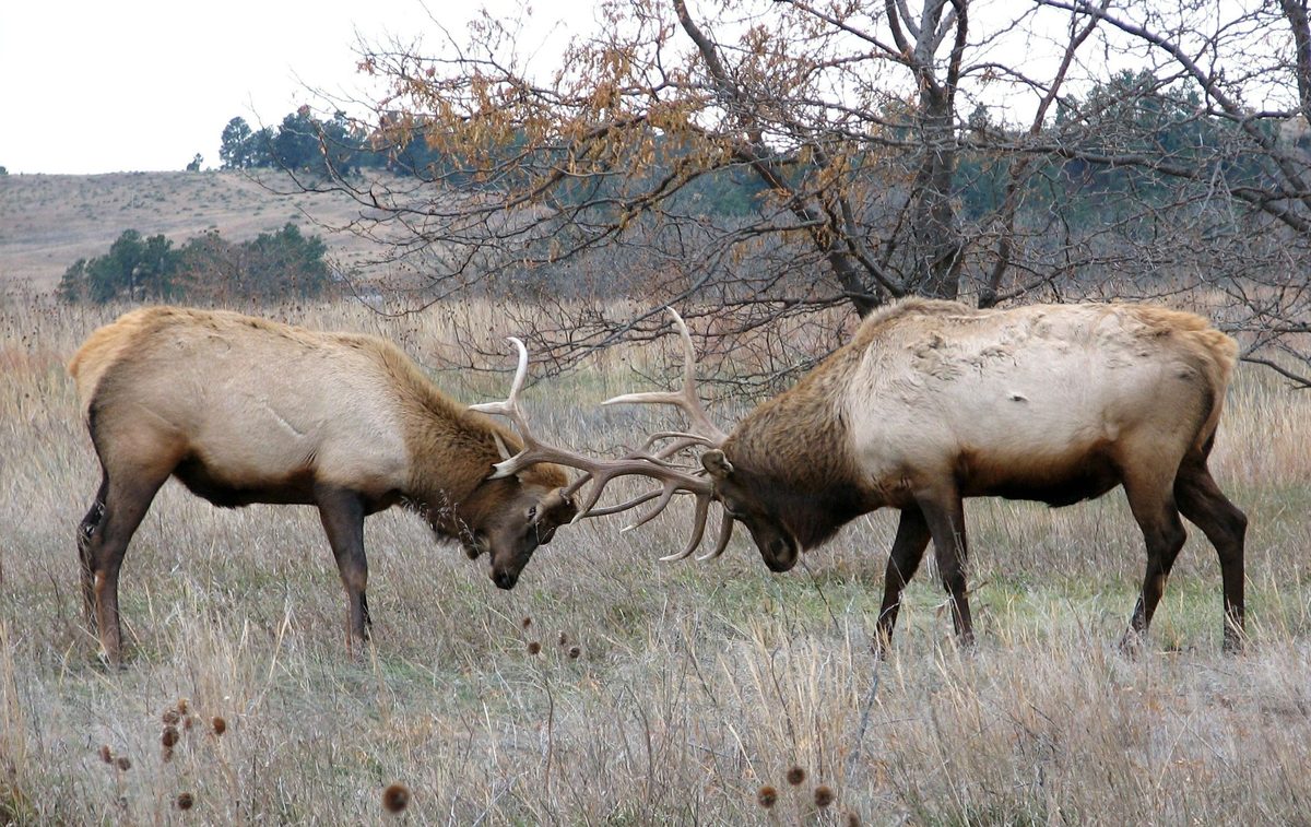 Two bull elk sparring with locked antlers during the rut