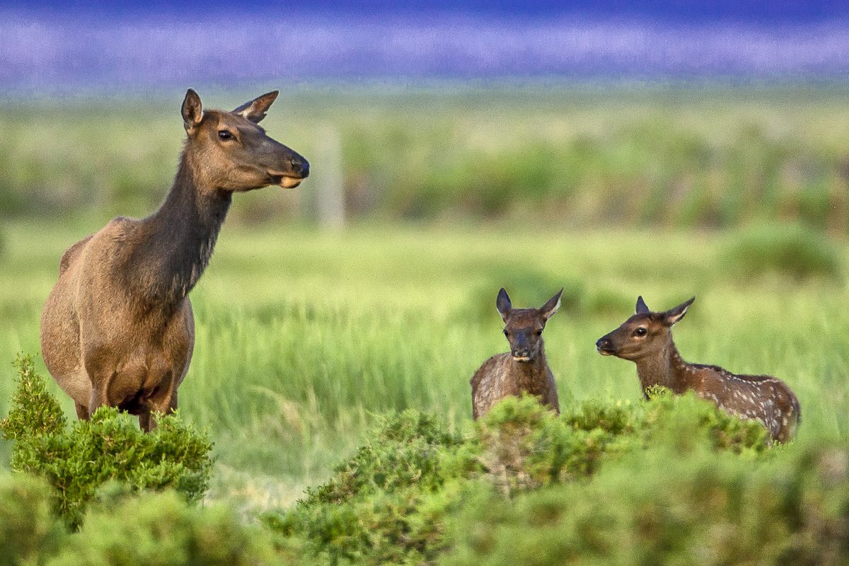 A cow elk standing with her calf